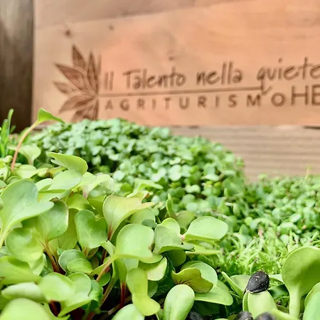 Il Talento Nella Quiete Castiglione dʼIntelvi